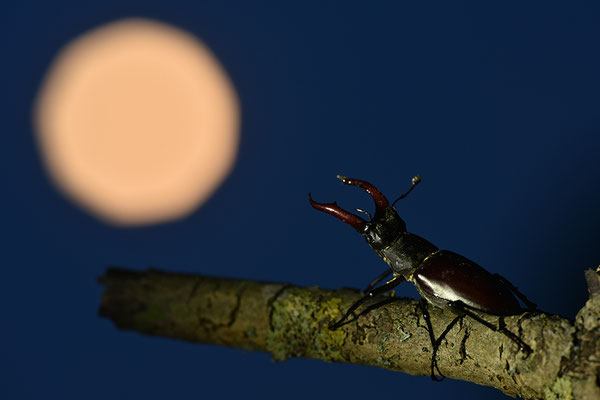 Hirschkäfer Männchen mit Vollmond