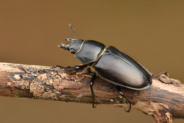 Hirschkäfer Weibchen
