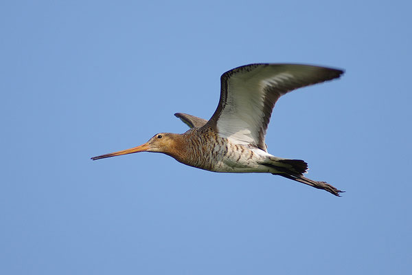 Uferschnepfe im Flug