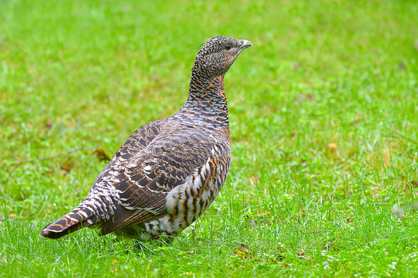 Auerhuhn