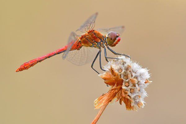 Blutrote Heidelibelle