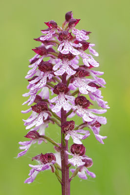 Purpurknabenkraut