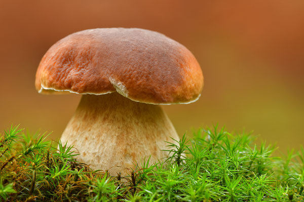 Steinpilz