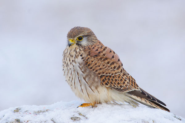 Turmfalke