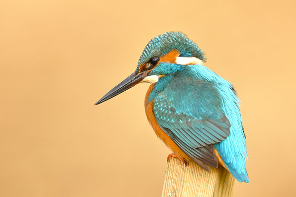 Eisvogel