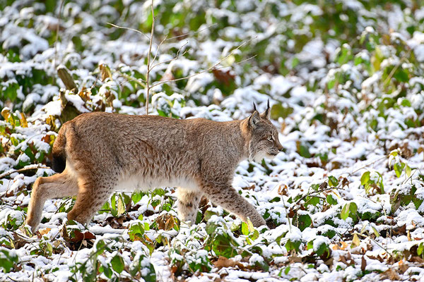 Luchs im Schnee
