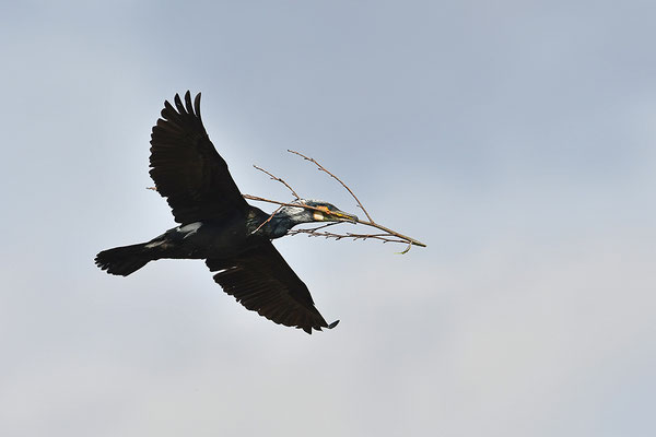 Kormoran im Flug