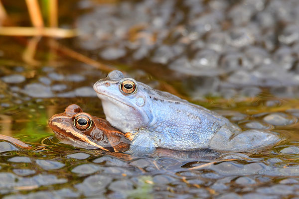 Moorfrosch