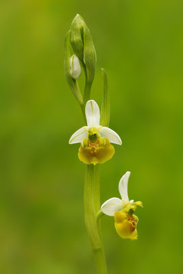 Gelbe Hummelragwurz flavescens