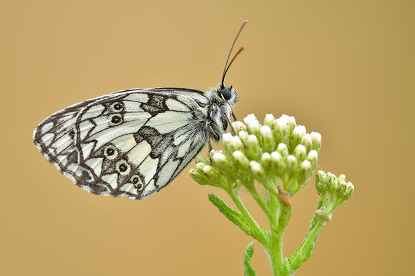 Schachbrettfalter
