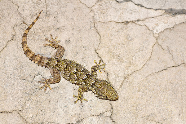 Mauergecko