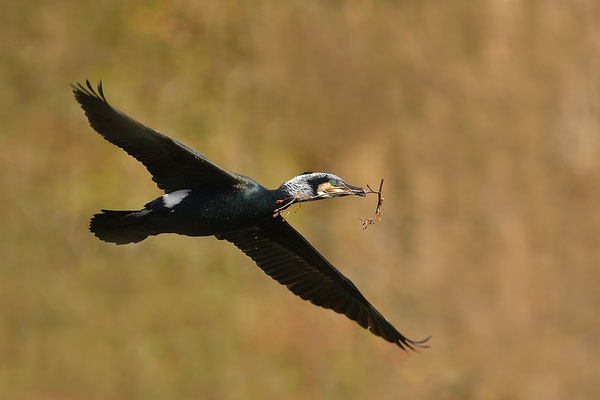 Kormoran im Flug