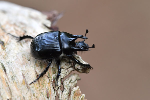 Stierkäfer