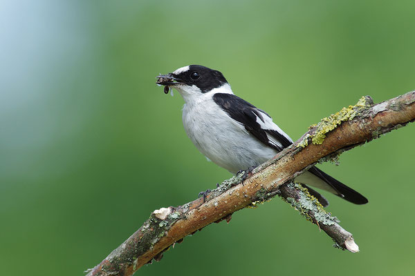 Halsbandschnäpper Männchen