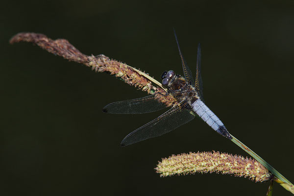 Spitzfleck Männchen