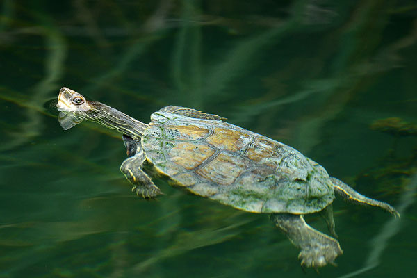 Balkan-Bachschildkröte