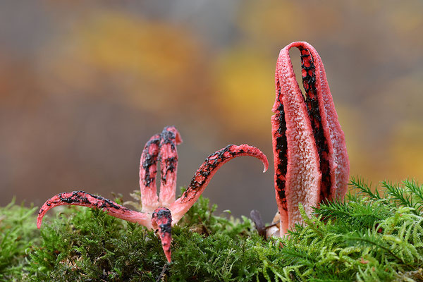 Tintenfischpilz