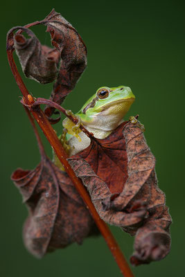 Laubfrosch