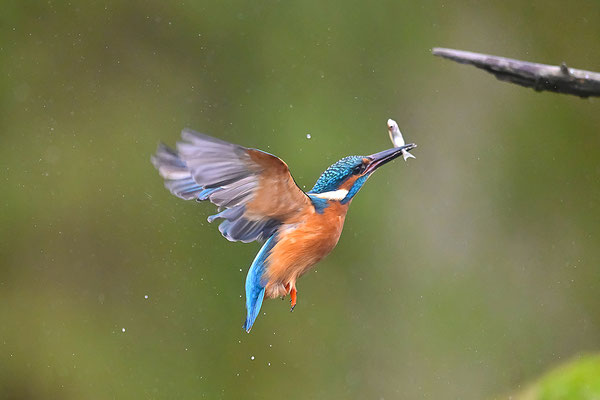 Eisvogel Männchen