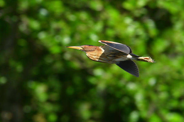 Zwergdommel Weibchen im Flug