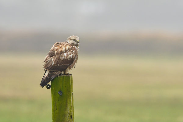 Rauhfußbussard