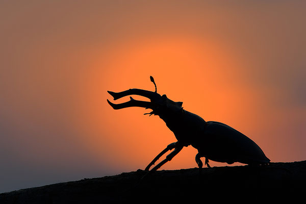 Hirschkäfer Männchen im Abendlicht