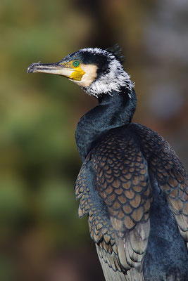 Kormoran im Prachtkleid