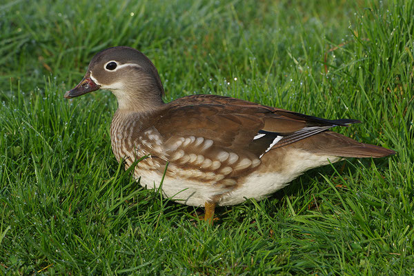 Mandarinente Weibchen