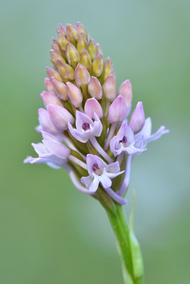 Pyramidenorchis