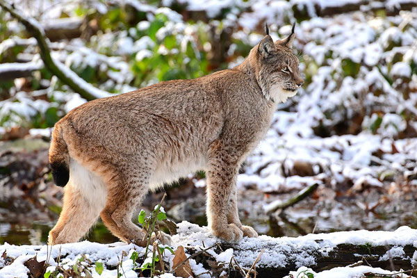 Luchs im Schnee