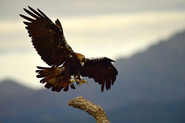 Kaiseradler