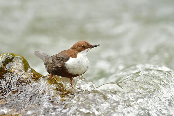 Wasseramsel
