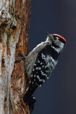 Kleinspecht Männchen