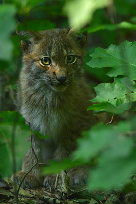Luchs Jungtier