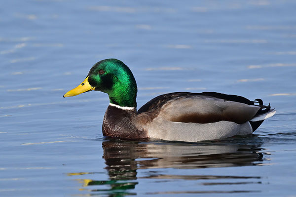 Stockente