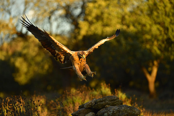 Kaiseradler Jungvogel