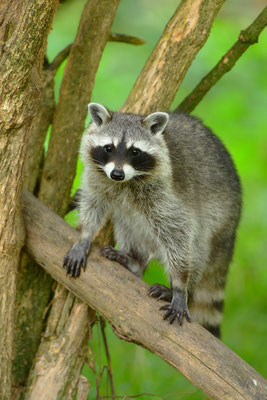 Waschbär
