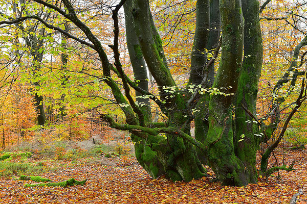 Alte Buchen Eifel