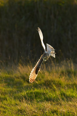 Sumpfohreule im Flug