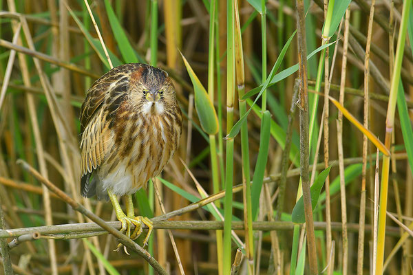 Zwergdommel Jungvogel