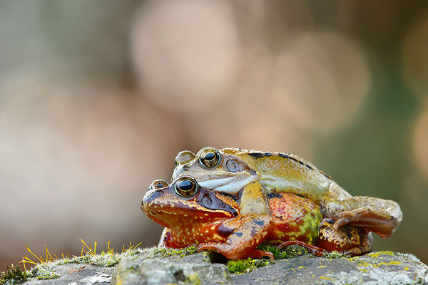Grasfrosch Paar