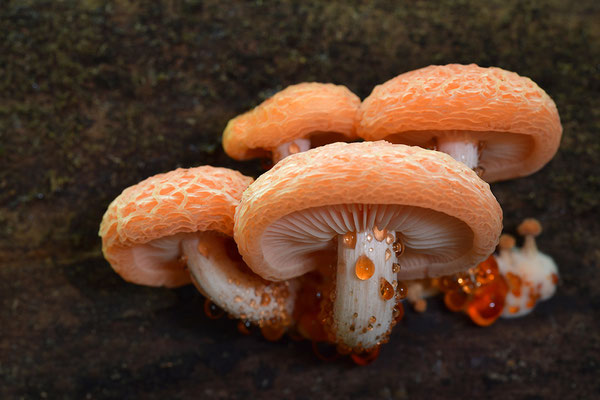 Orangeroter Adernseitling