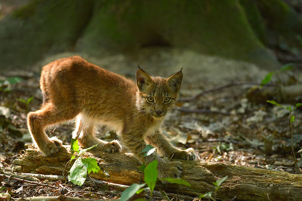 Luchs Jungtier
