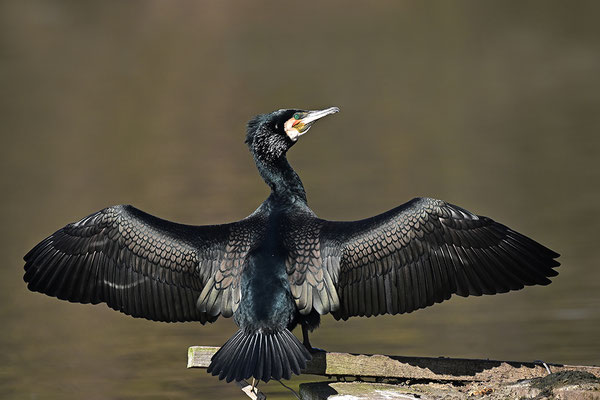 Kormoran