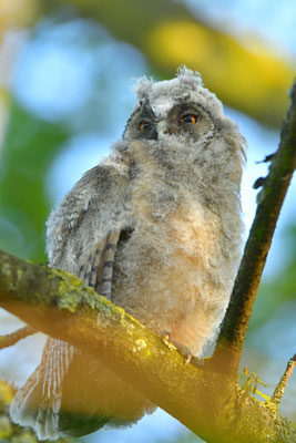 Waldohreule Ästling, Jungvogel