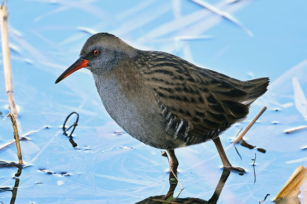 Wasserralle