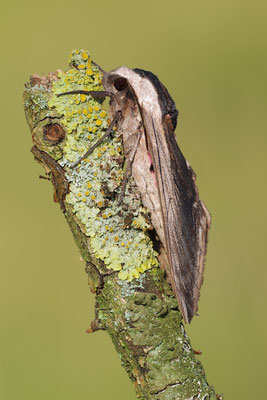 Ligusterschwärmer