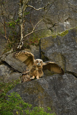 Uhu Jungvogel
