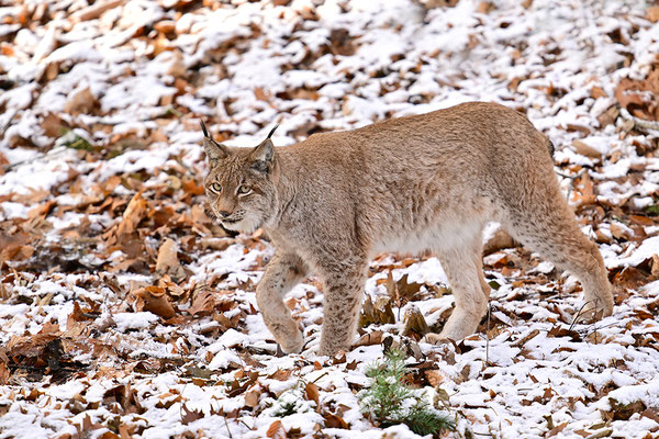 Luchs im Schnee