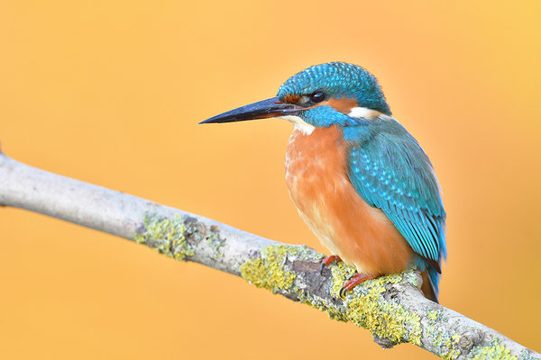 Eisvogel